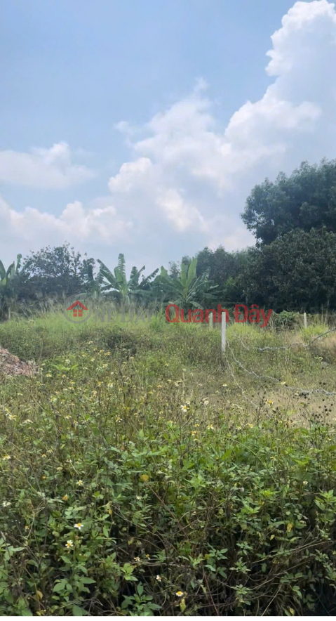 BEAUTIFUL LAND - PROFITABLE INVESTMENT - Owner Needs to Sell Land Lot in Binh Loi, Vinh Cuu, Dong Nai _0