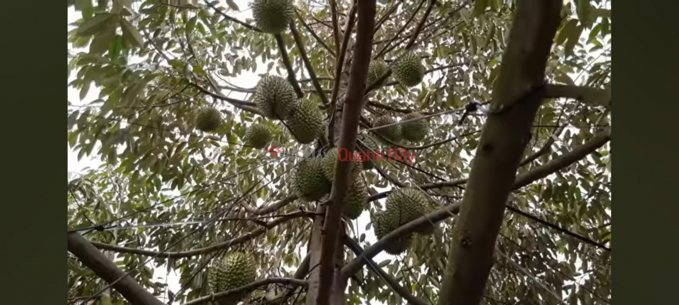 Property Search Vietnam | OneDay | Residential, Sales Listings, OWNER Needs to Urgently Sell Durian Garden Land in Phu Duc Commune, Chau Thanh, Ben Tre