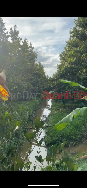 đ 1,17 tỷ | ĐẦU TƯ LÀ SINH LỜI - Cần Bán Đất Vườn Sầu Riêng GIÁ NGỘP - Xã Mỹ Lợi B, Cái Bè, Tiền Giang
