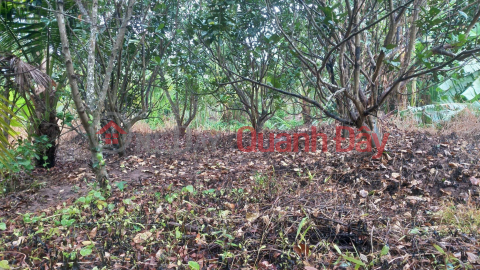 Owner Needs to Sell LAND Beautiful Location in Tan Thach Commune, Chau Thanh District, Ben Tre _0