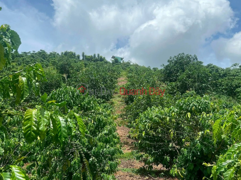 Chính chủ bán 3 sào 1 đất cà phê 4 năm tại Lộc Ngãi - Nguồn nước thuận tiện, giá thương lượng Niêm yết bán