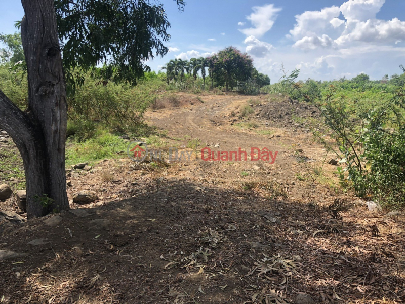 đ 6.42 Billion | OWNER'S LAND - GOOD PRICE - Phuoc Long Tho Commune, Long Dat, Ba Ria Vung Tau