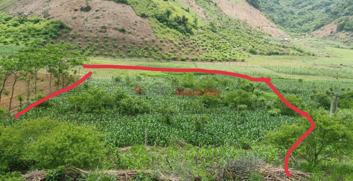 Property Search Vietnam | OneDay | Residential, Sales Listings, The owner sells land with a total area of 5300m2 in Ban Thong Cuong, Moc Chau, Son La