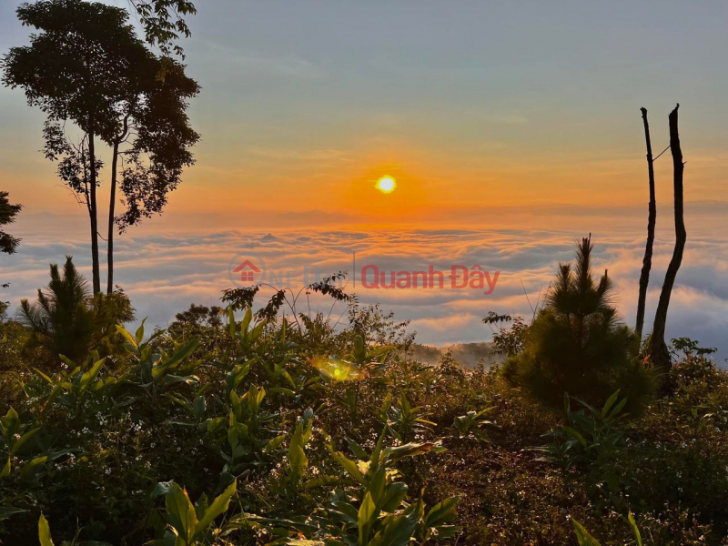 Land view Dai Binh mountain Vietnam | Sales | ₫ 1.5 Billion