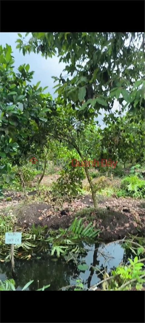 BEAUTIFUL LAND - GOOD PRICE - Owner For Sale 2 Adjacent Plots In Binh Thanh, Phung Hiep, Hau Giang _0