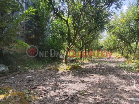 BEAUTIFUL LAND - GOOD PRICE - URGENTLY SELLING A PLOT OF POTENTIAL LAND IN LAP VO, DONG THAP _0