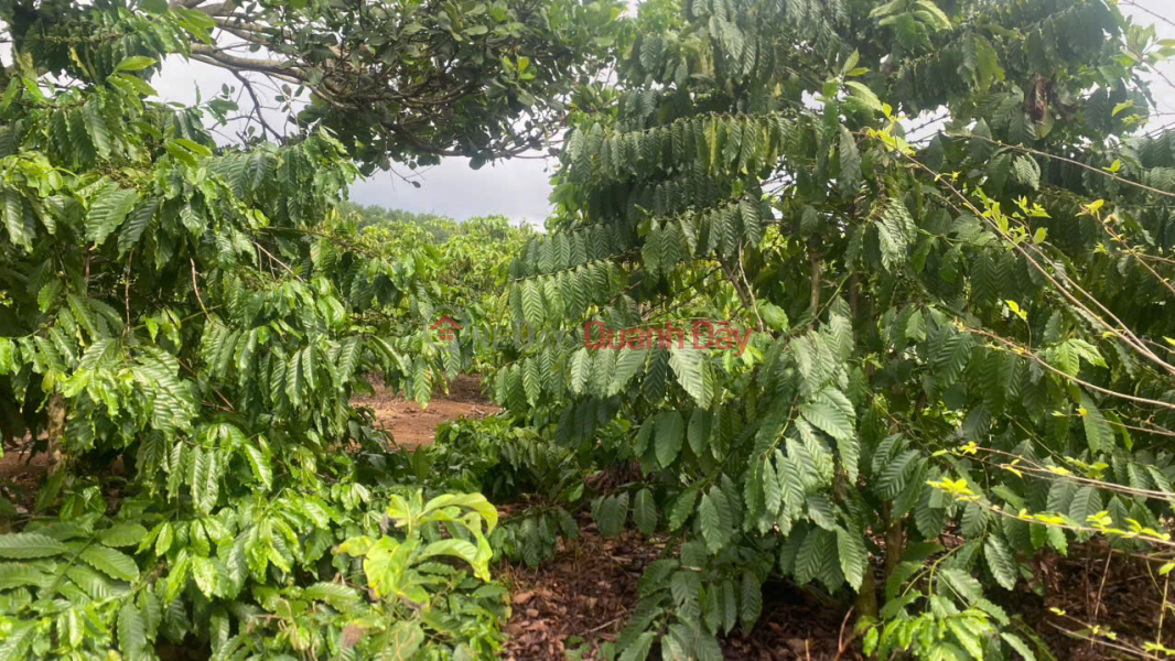Chính chủ bán đất Bắc Sơn, Đắk Mil, Lâm Đồng - 2,75ha, cách QL14 chỉ 400m, có hồ 2.000m3 Việt Nam Bán | đ 4,5 tỷ