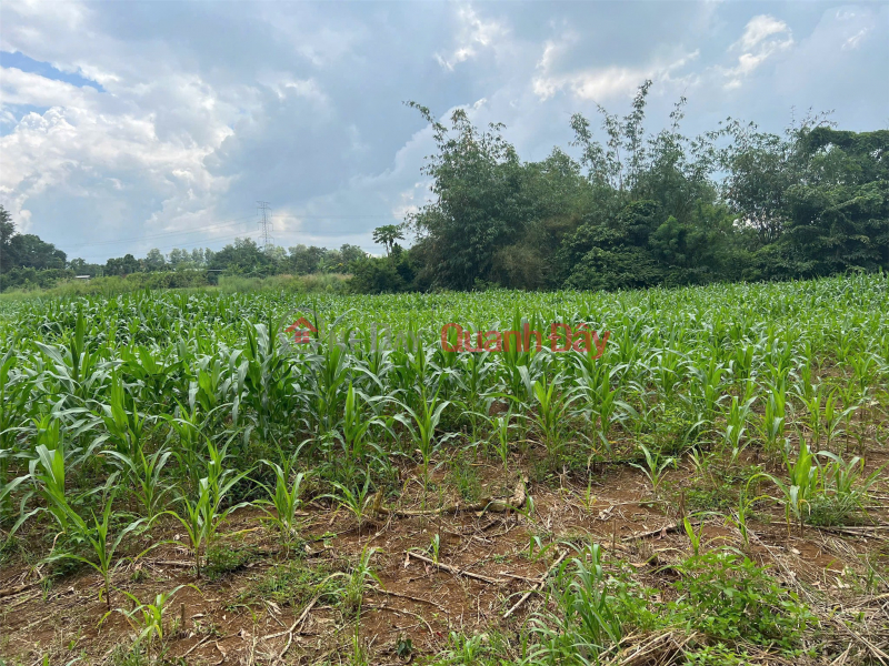 LAND LOT IN GOOD LOCATION - GOOD PRICE in Bau Can commune, Long Thanh district, Dong Nai province | Vietnam | Sales, đ 2.6 Billion