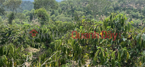 FARM LAND – GOOD PRICE – URGENT SALE – National Highway 28 – Dak Sor Commune – Krong No District – Dak Nong _0