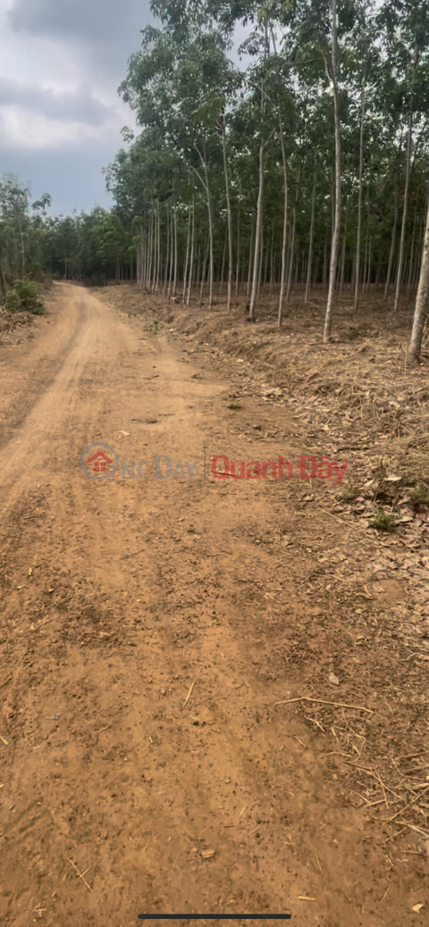 Selling land 1000m wide road 14m wide price 200 million _0