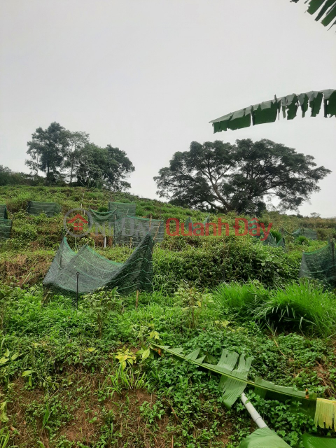 OWNER OF LAND SELLING IN BAO LOC - LOC THANH - LAM DONG - 0984 96 70 76 _0