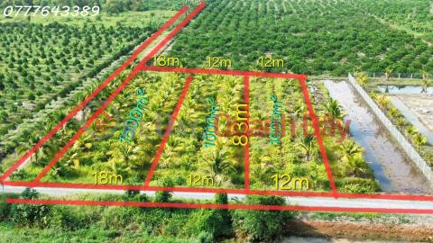 Rare find - Super beautiful garden land in Thu Thua, priced at 789 million VND \/ area 1000 sq m. _0