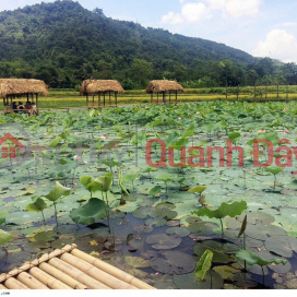 Offering for sale 3 lots adjacent to the lotus pond in Dien Tien commune a few steps away, priced at only 260 million, available books _0