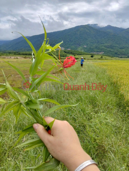 đ 120 Million Beautiful Land - Good Price - Owner Needs to Sell a Plot of Land in a Beautiful Location in Ninh Hung Commune - Ninh Hoa, Khanh Hoa