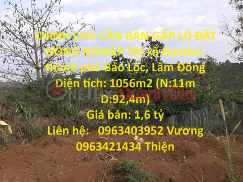 CHÍNH CHỦ CẦN BÁN GẤP LÔ ĐẤT NÔNG NGHIỆP TẠI xã Đambri, thành phố Bảo Lộc, Lâm Đồng _0