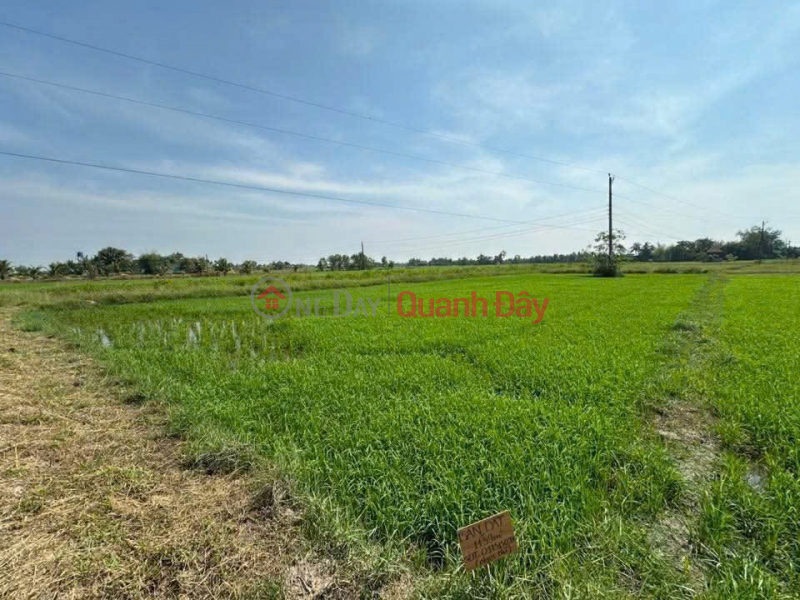 CƠ HỘI ĐẦU TƯ GIÁ TỐT - Chính Chủ Bán Gấp Lô Đất Trồng Lúa Xã Bình Thành, Đức Huệ, Long An Niêm yết bán