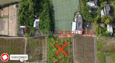 OWNER Needs to Quickly Sell Perennial Land in Tan Dong Commune, Go Cong Dong, Tien Giang _0