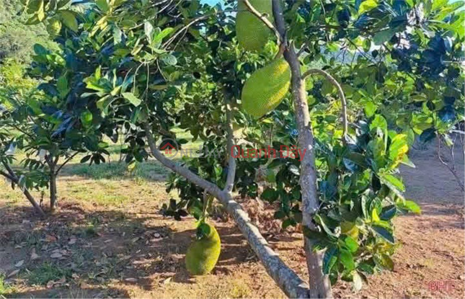 Property Search Vietnam | OneDay | Nhà ở Niêm yết bán | ĐẤT VỊ TRÍ ĐẸP- GIÁ ĐẦU TƯ CẦN BÁN NHANH LÔ ĐẤT tại huyện Hớn Quản, tỉnh Bình Phước