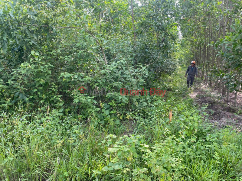 Property Search Vietnam | OneDay | Residential | Sales Listings | PROFITABLE INVESTMENT - Owner Needs to Sell Land Plot in Suoi Cao Commune, Xuan Loc District, Dong Nai Province