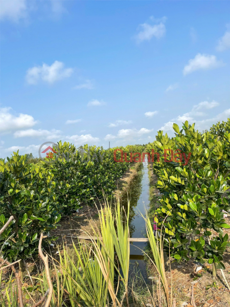 Đất Đẹp- giá tốt Chính chủ cần bán nhanh lô đất tại huyện Bình Tân, tỉnh Vĩnh Long, Việt Nam Bán | đ 1,69 tỷ