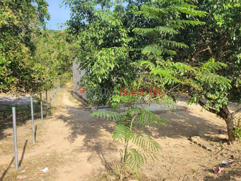 RESIDENTIAL LAND LOT FOR SALE IN DA BAN VILLAGE, CAU BA COMMUNE, KHANH VINH, KHANH HOA Sales Listings