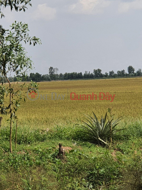 OWNER Needs to Sell Rice Field Plot Quickly, Beautiful Location in Tri Ton, An Giang _0