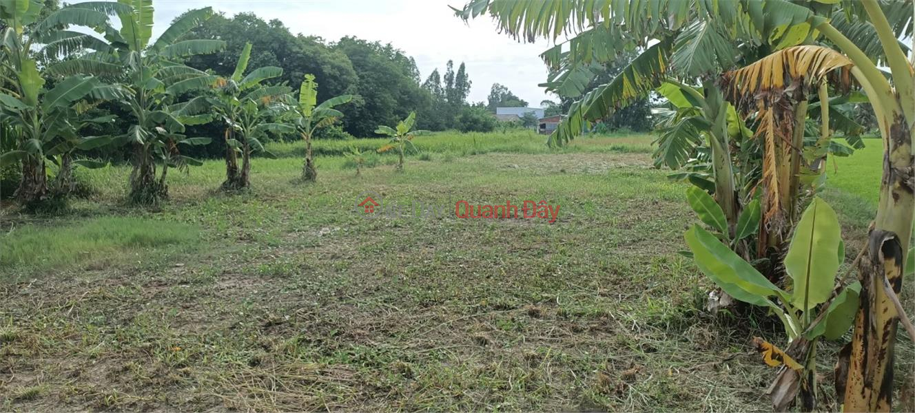 The Owner Sells Land That Has Been Grounded In Ba Tri Center, Ben Tre | Vietnam, Sales đ 1.2 Billion