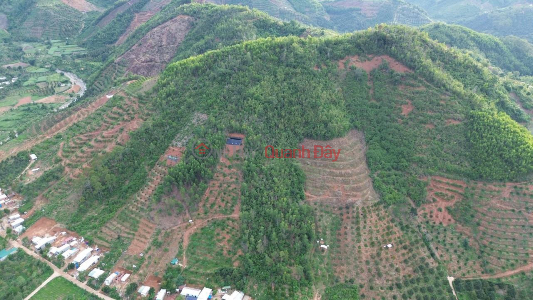 The owner needs to sell a plot of land for resort and tree planting in Khanh Son, Khanh Hoa - EXTREMELY GOOD PRICE Sales Listings