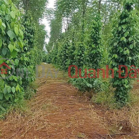 HOT HOT – CẦN BÁN 2,7HA ĐẤT 2 MẶT TIỀN, X. Đak Djăng, H. Mang Yang, T. Gia Lai _0
