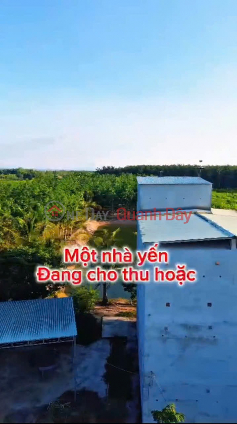 ĐẦU TƯ LÀ SINH LỜI - CHÍNH CHỦ CẦN BÁN ĐẤT VIEW NHÀ YẾN – Xã Trà Tân, Bình Thuận _0
