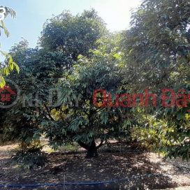 CHÍNH CHỦ CẦN BÁN: VƯỜN SẦU RIÊNG MUSANG KING ĐANG THU HOẠCH – BẾN CẦU, TÂY NINH _0