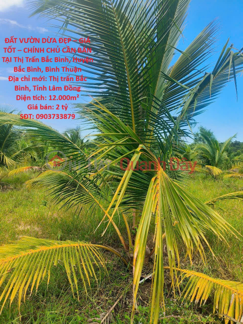 BEAUTIFUL COCONUT GARDEN LAND – GOOD PRICE – OWNER NEEDS TO SELL IN BAC BINH TOWN, BAC BINH DISTRICT, BINH THUAN PROVINCE _0