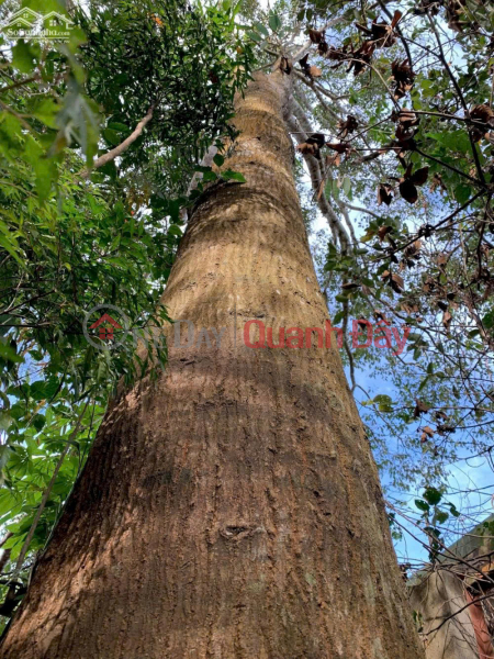 BÁN GẤP Nhà Mặt Tiền 250m² – Trung Tâm Thị Trấn Kiến Đức – Cách Chợ 400m, Việt Nam | Bán đ 5,6 tỷ