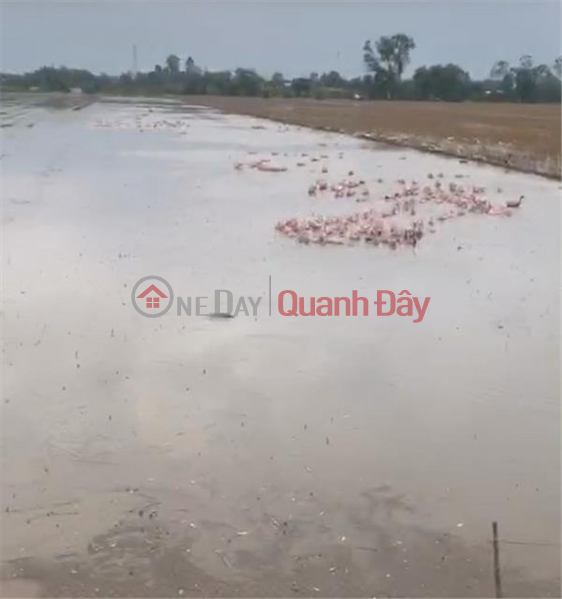 Property Search Vietnam | OneDay | Residential Sales Listings, The Owner Sells Land Quickly – Very Cheap Price In Thap Muoi District