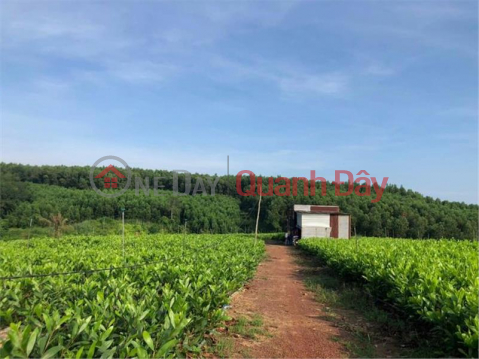 LONG TERM LONG TERM LOT OF Land For Rent By Owner In Hamlet 1, Tri An Commune, Vinh Cuu - Dong Nai _0