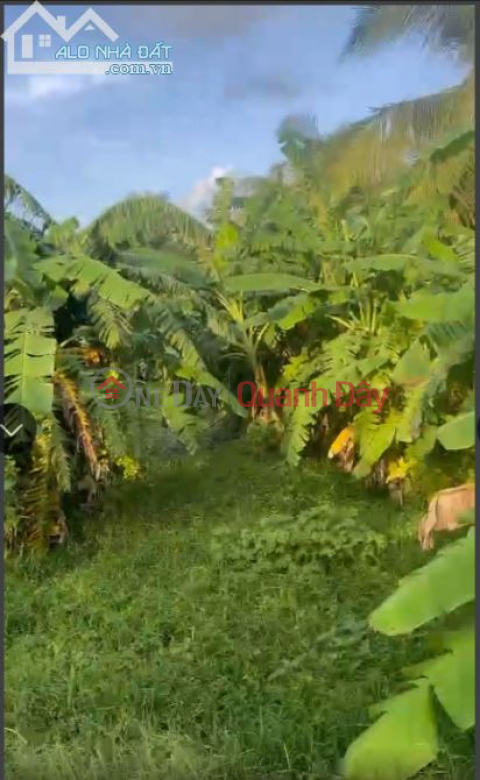 The owner needs to sell land in Trung Tien hamlet, Tan Hung commune, Tieu Can district, Tra Vinh province _0