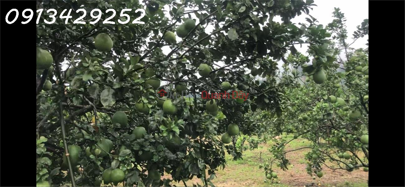 Property Search Vietnam | OneDay | Residential, Sales Listings | Urgent sale of a plot of land located in a densely populated residential area, at an excellent price considering its potential.