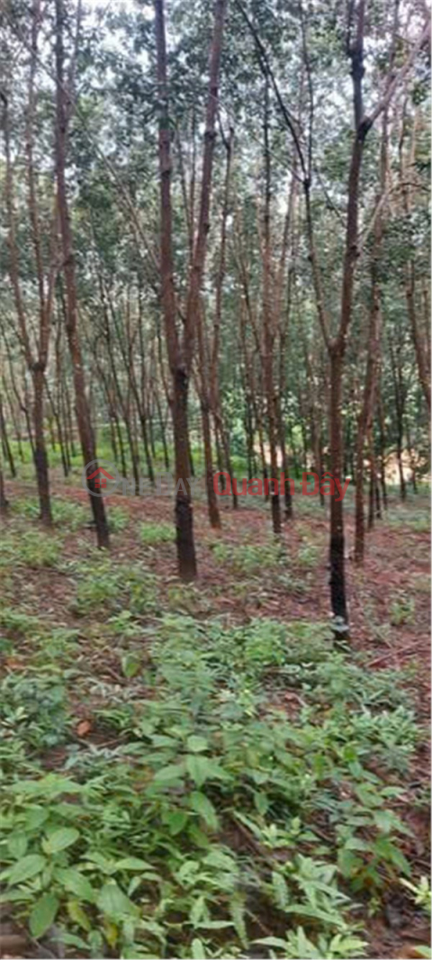 ĐẤT ĐẸP – GIÁ ĐẦU TƯ - CẦN BÁN LÔ ĐẤT tại Thọ Sơn, Bù Đăng, Bình Phước _0