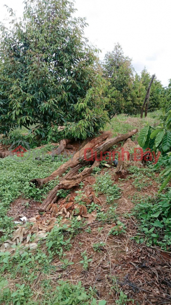 đ 2.8 Billion, PRIME LAND – GOOD PRICE – OWNER NEEDS TO SELL GARDEN LAND in Quang Binh Hamlet, Nghia Thang Commune, Dak R'Lap District, Dak Nong Province