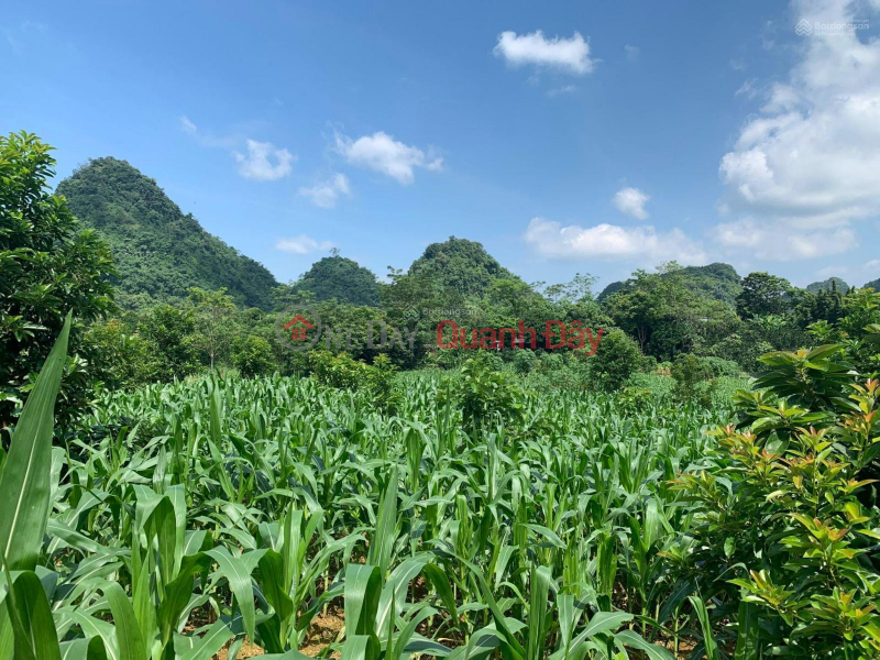 Property Search Vietnam | OneDay | Residential, Sales Listings Selling 3000m2 of land in Thung Muong, Tu Son, Kim Boi, Hoa Binh. Price is just over 300k\\/m2.