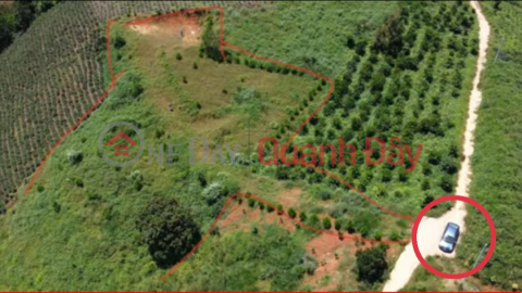 Beautiful Land - Good Price - Owner Needs to Sell Land Lot in Beautiful Location in Dai Lao Commune, Bao Loc Lam Dong _0