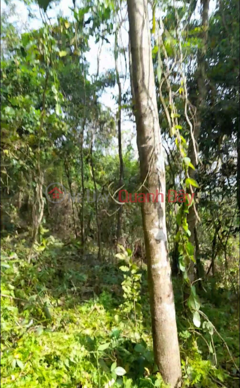 BEAUTIFUL LAND - GOOD PRICE - Land Lot For Sale In Tay Phu Commune, Tay Son District, Binh Dinh Province. _0