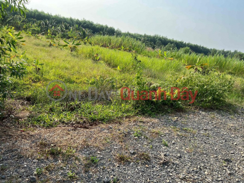 Urgent sale of 1000m2 of land, very beautiful land location, close to Phu An Thanh Industrial Park, Ben Luc Long An _0