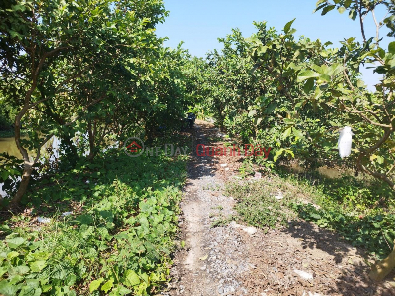 Selling a 1000m2 fruit garden, Long Thang commune, Lai Vung district, Dong Thap | Vietnam Sales | ₫ 440 Million