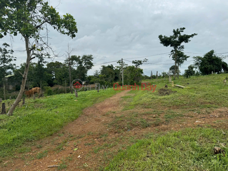 BEAUTIFUL LAND FOR SALE 1HA4 FLAT LAND IN EAPO, CU JUT, DAK NONG - CAR ON THE LAND, Vietnam | Sales, đ 1.2 Billion