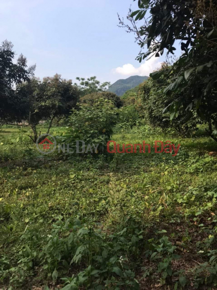 Consignment for sale of 2680m2, only a few hundred thousand\\/m2, in Kim Boi, Hoa Binh, a little over 1 billion, to build a resort, homestay Vietnam, Sales | đ 1.1 Billion