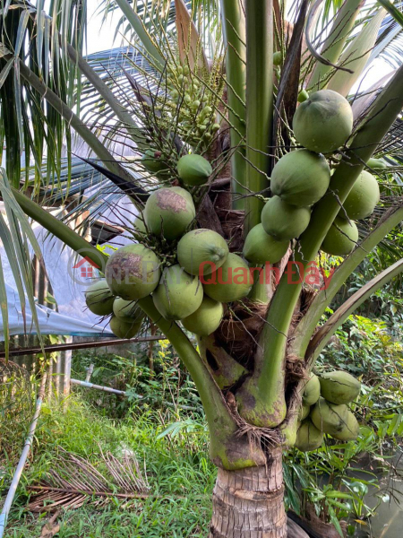 OWNER Needs to Urgently Sell Newly Fruited Coconut Garden Land in Phu Nhuan, Ben Tre, Vietnam, Sales | đ 2.62 Billion