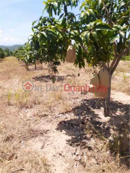 Property Search Vietnam | OneDay | Residential | Sales Listings, BEAUTIFUL LAND - GOOD PRICE - Urgent Sale Land Lot In Tan Phuc Commune, Ham Tan District, Binh Thuan Province