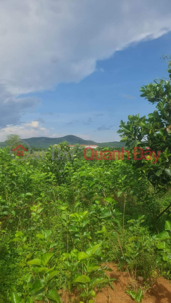 BEAUTIFUL LAND - GOOD PRICE - Own the Land Lot Prime Location In Da Don Commune, Lam Ha District, Lam Dong Vietnam | Sales, đ 6.5 Billion