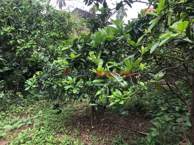 PRIME LAND - GOOD PRICE! Owner needs to sell land in Thong Nhat village, Song Phuong commune, Dan Phuong district, Hanoi., Vietnam Sales, đ 10 Billion